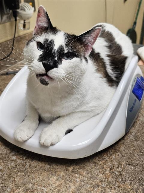 MIKEY - Snowshoe available for adoption
