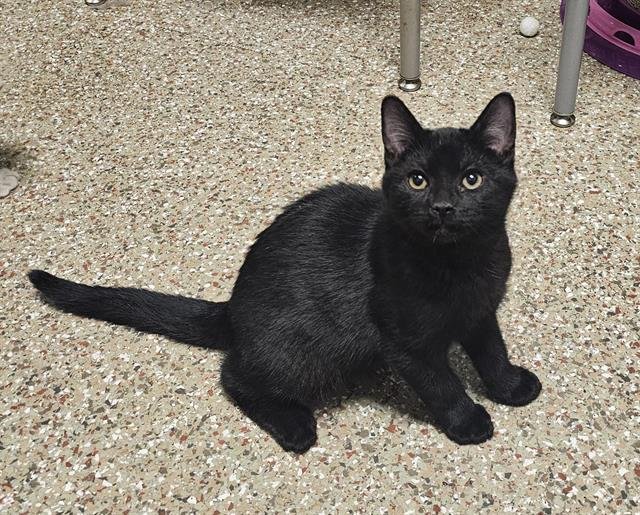 MOGWAI - Domestic Short Hair available for adoption