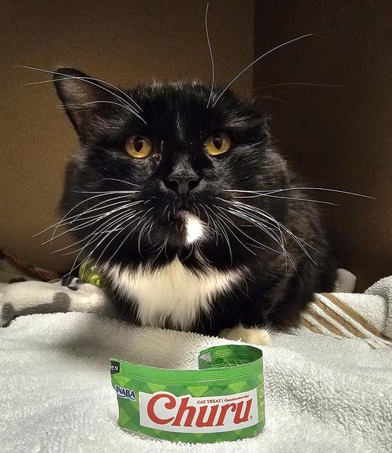 TUCKS - Domestic Short Hair available for adoption