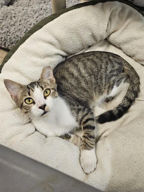 ELBERT - Domestic Short Hair available for adoption