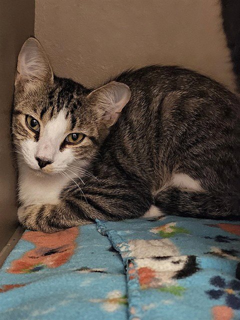 ELBERT - Domestic Short Hair available for adoption