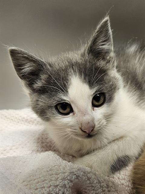 SOY - Domestic Short Hair available for adoption