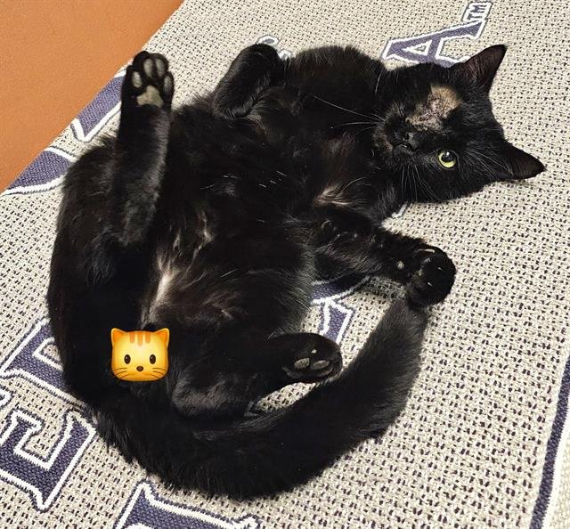 DODGER - Domestic Short Hair available for adoption