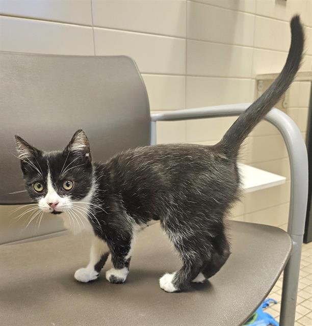 VENUS DE MILO - Domestic Short Hair available for adoption