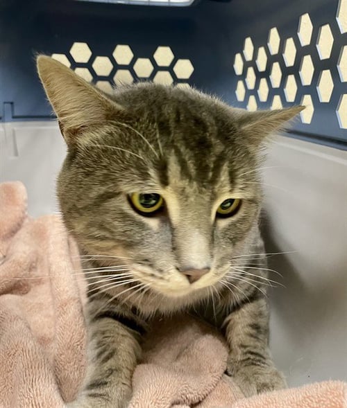 BOSS - Domestic Short Hair available for adoption