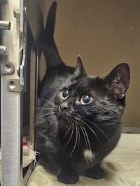 JELLY BEAN - Photo 1