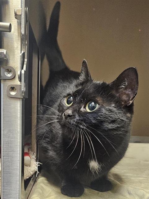 JELLY BEAN - Domestic Short Hair available for adoption