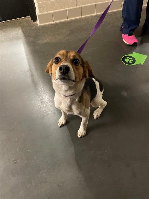 CHEESY CHEESY - Beagle / Treeing Walker Coonhound available for adoption