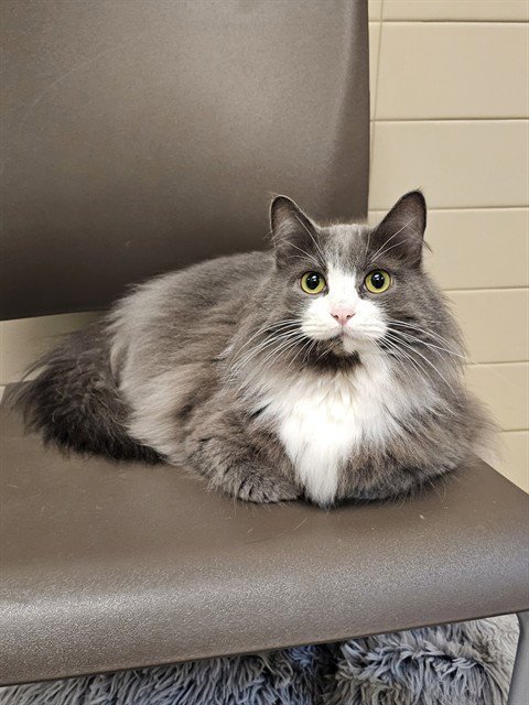 ALICE - Domestic Long Hair available for adoption