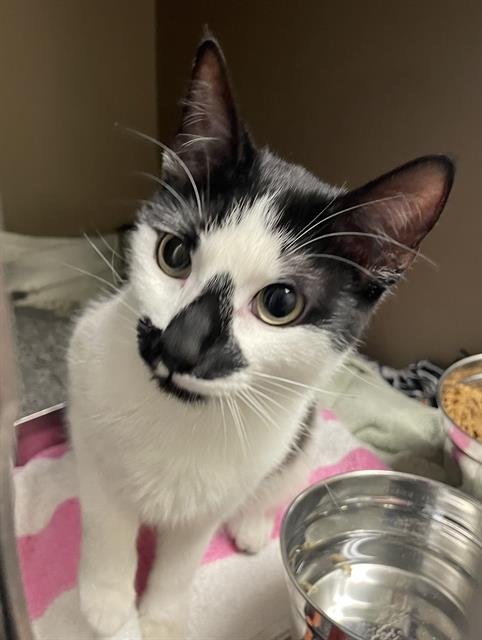 BUFFY - Domestic Short Hair available for adoption