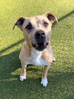 CORI - Black Mouth Cur available for adoption