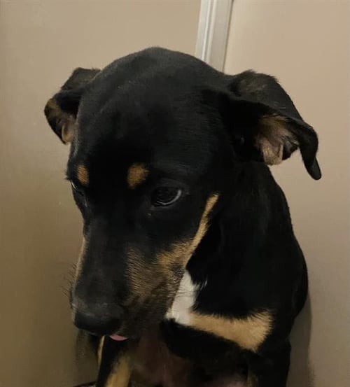 TJ - Black and Tan Coonhound available for adoption