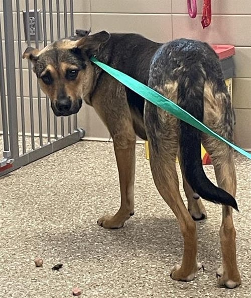 GARY - German Shepherd Dog available for adoption