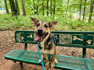 GARY - German Shepherd Dog available for adoption