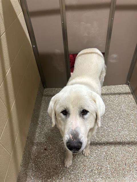 GEORGE - Great Pyrenees available for adoption