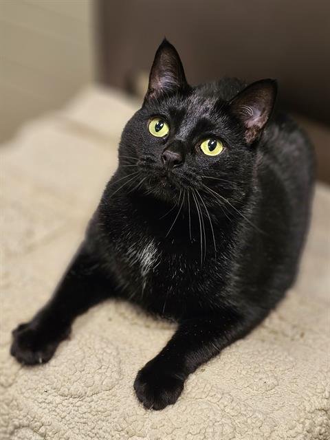 SCELA - Domestic Short Hair available for adoption