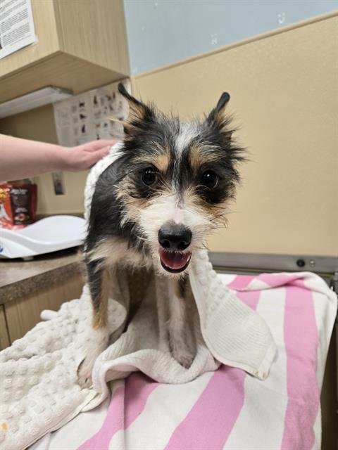 VELLA - Chihuahua / Feist available for adoption