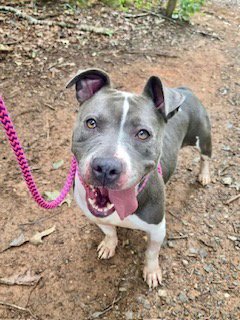 DEJA VU - Pit Bull Terrier available for adoption