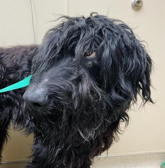 REGINALD - Giant Schnauzer available for adoption