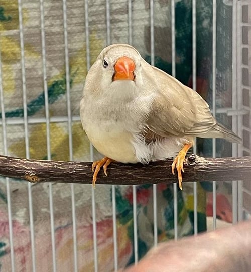 MAE - Finch available for adoption