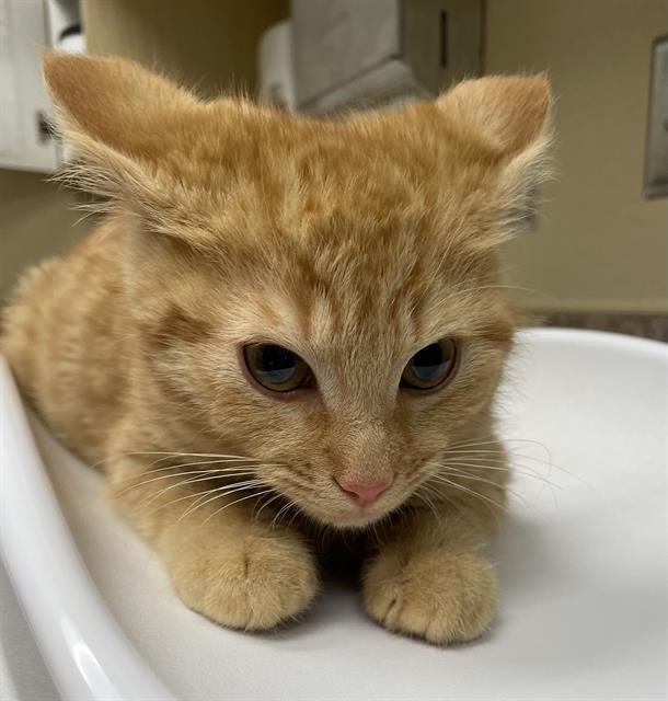 SPACELY - Domestic Medium Hair available for adoption