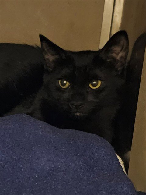 RACHIE - Domestic Short Hair available for adoption