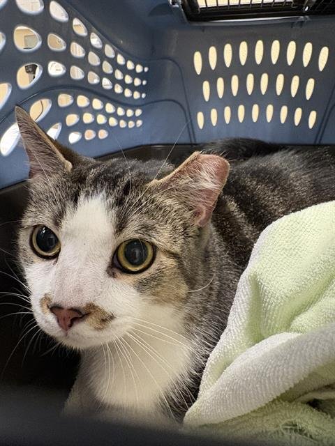 YAGER - Domestic Short Hair available for adoption