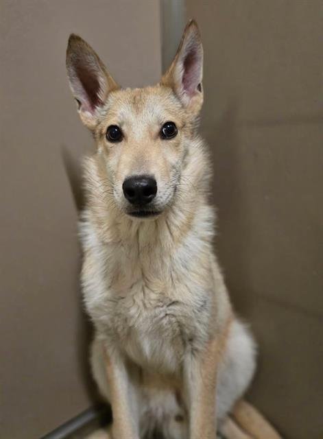 UNO - Anatolian Shepherd available for adoption
