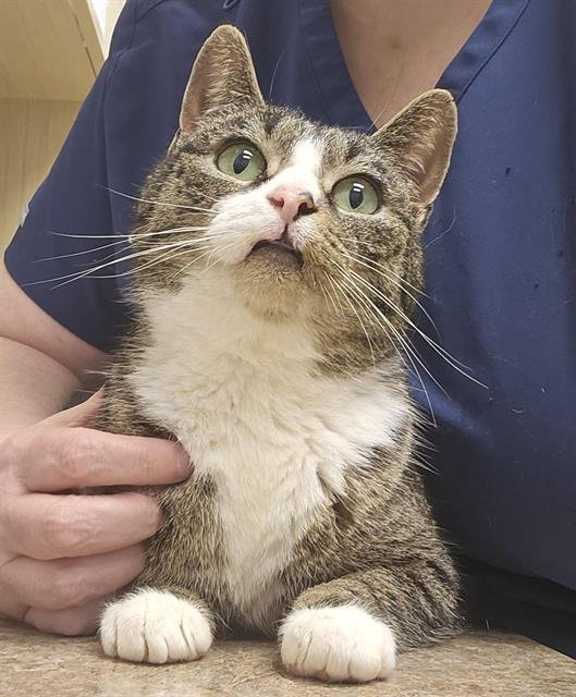 DIPSY - Domestic Short Hair available for adoption