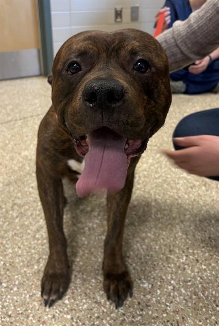 MILANO - American Staffordshire Terrier available for adoption