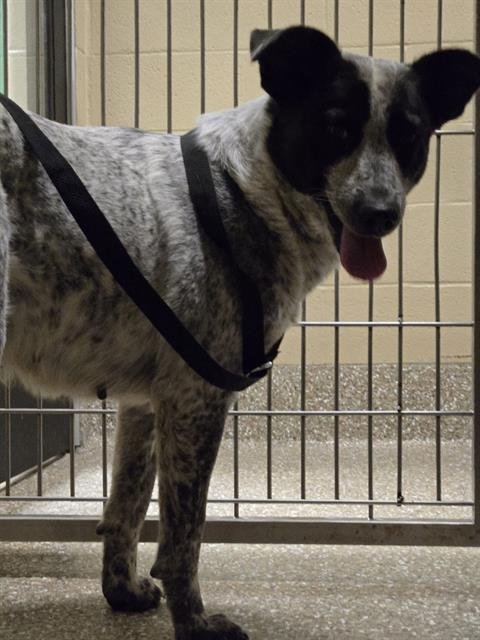 POPPY - Australian Cattle Dog/Blue Heeler available for adoption