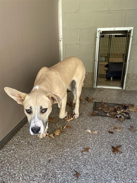 LOUNA - Anatolian Shepherd available for adoption
