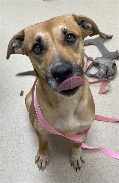 LUNA MARIE - Black Mouth Cur available for adoption