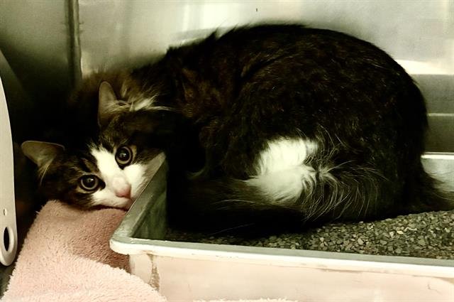 MALEFICENT - Domestic Long Hair available for adoption