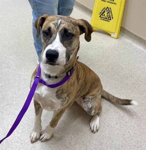 CAROLINA - Pit Bull Terrier / Siberian Husky available for adoption