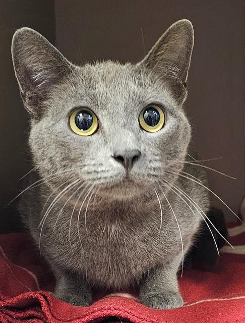 GAIA - Domestic Short Hair available for adoption