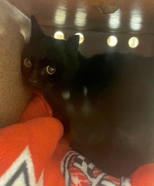 STUBBY - Domestic Short Hair available for adoption