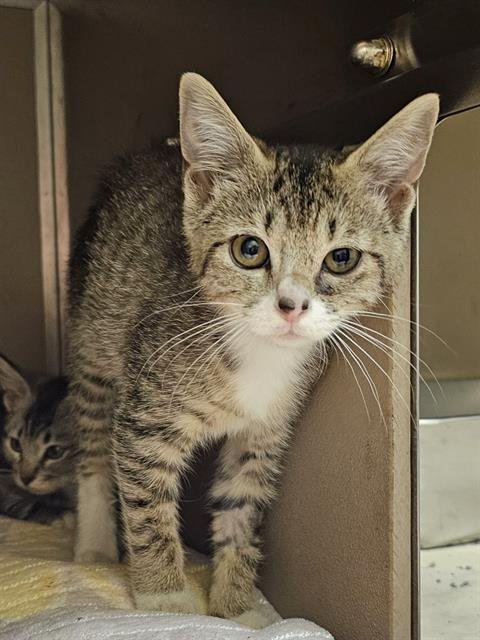BURBERRY - Domestic Short Hair available for adoption