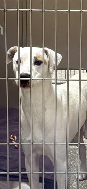 CHILLY - American Bulldog available for adoption