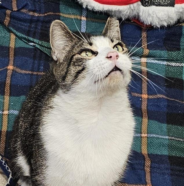 OLLIE - Domestic Short Hair available for adoption