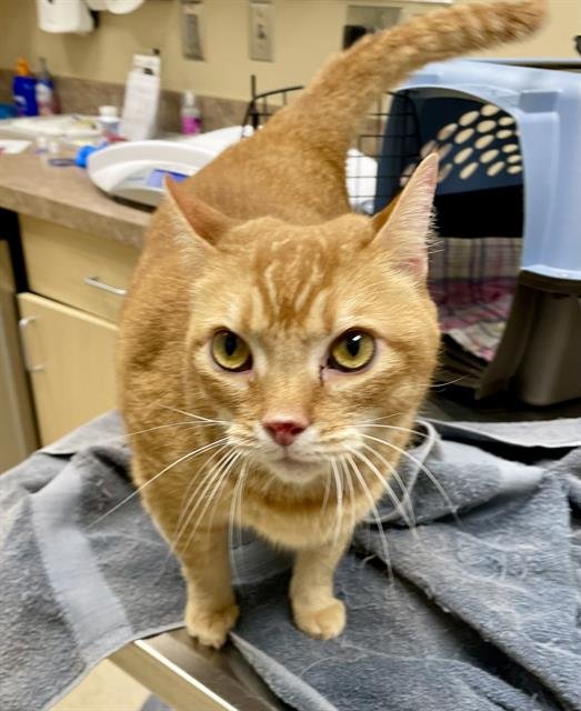 GOLIATH - Domestic Short Hair available for adoption