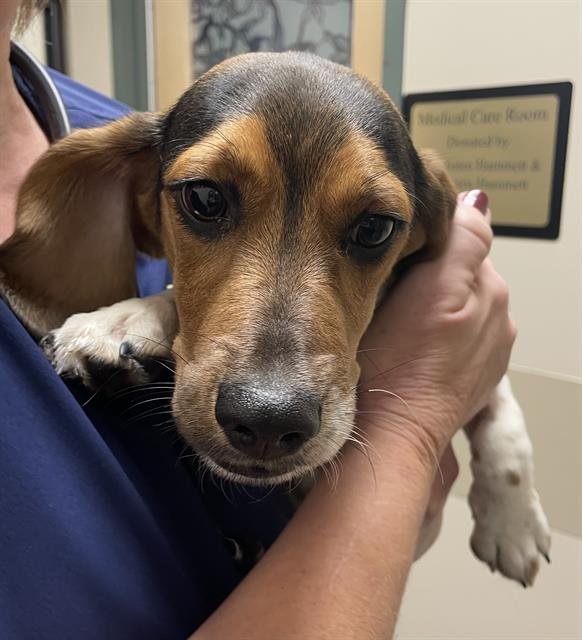 COWBOY - Beagle available for adoption