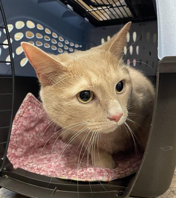 LUCKIE - Domestic Short Hair available for adoption