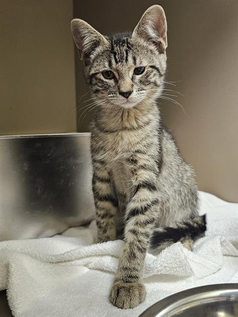 ECLORA - Domestic Short Hair available for adoption