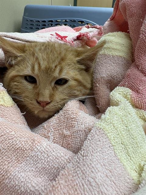 BOURBON - Domestic Short Hair available for adoption