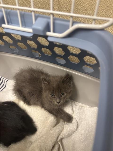 JESSE - Domestic Short Hair available for adoption