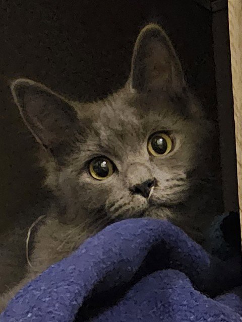 JESSE - Domestic Short Hair available for adoption