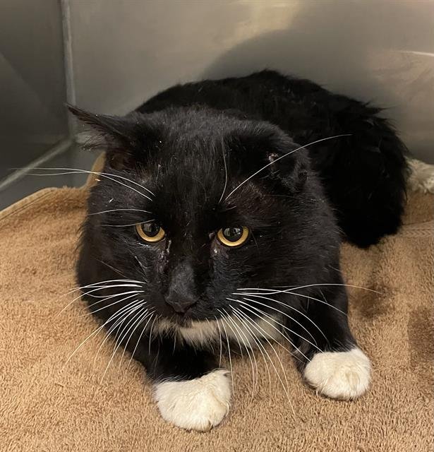 TUCKS - Domestic Short Hair available for adoption