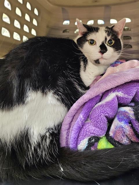 ANDY - Domestic Short Hair available for adoption