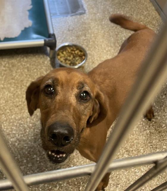 ROSEBUD - Redbone Coonhound available for adoption